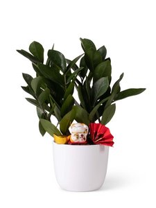 After Background Remove - Pixetive